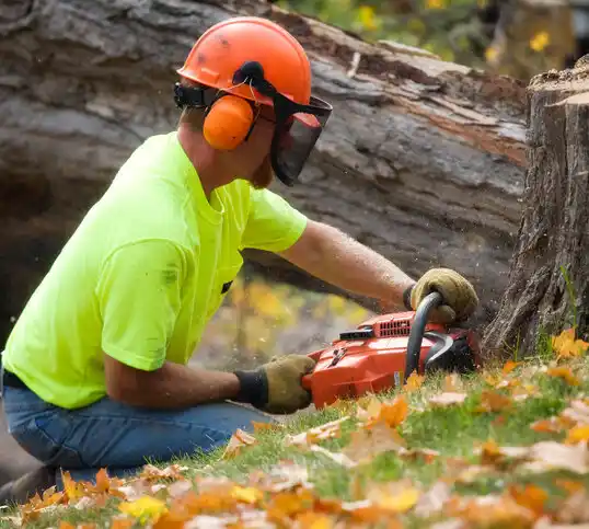 tree services Highfield-Cascade